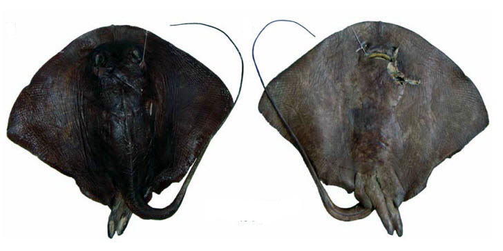 Pteroplatytrygon violacea_08.jpg